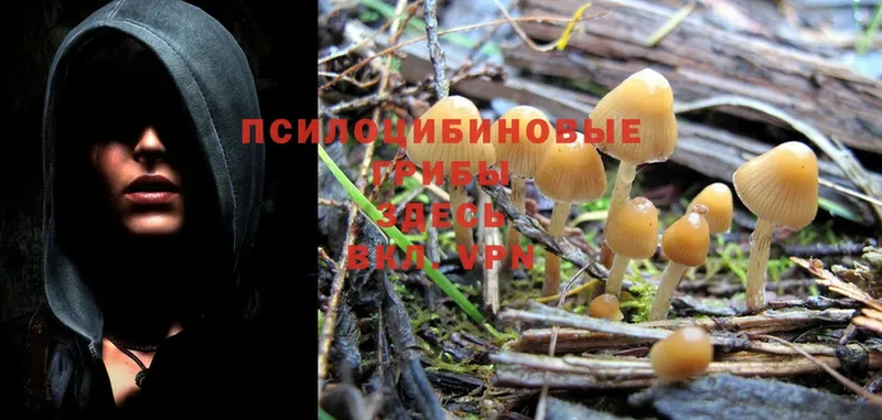 закладки  Валдай  Галлюциногенные грибы Psilocybine cubensis 